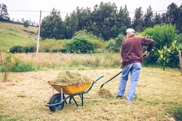 Senior man raking hay with pitchfork on field — Stock Photo, Image