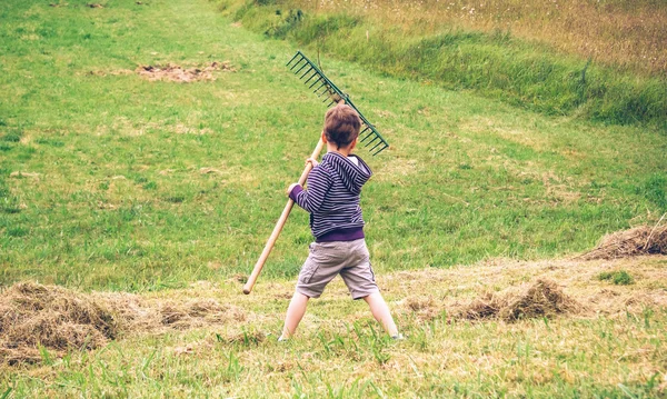 Junge harkt trockenes Heu mit Rechen auf Feld — Stockfoto