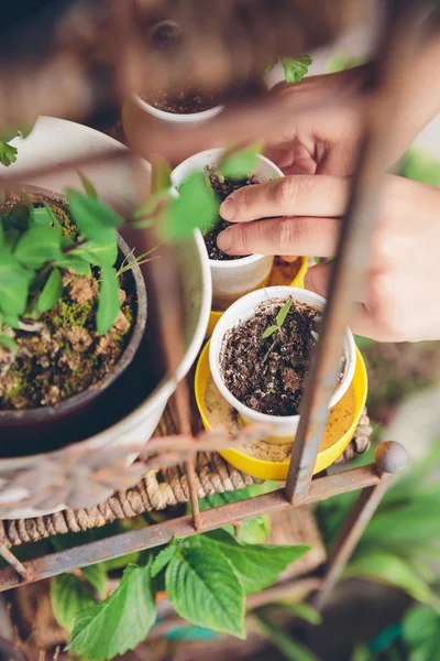 Mujer manos plantando plántulas en huerto urbano — Foto de Stock