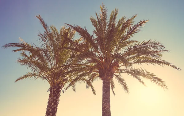 Palm trees in a warm summer sunset — Stock Photo, Image