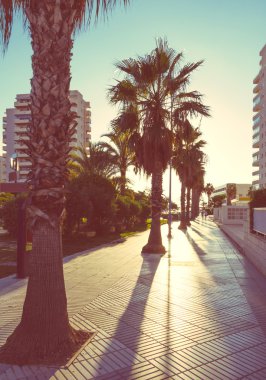 Gün batımında sokakta palmiye ağaçları