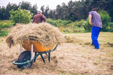 Saman ve sahada çalışan erkekler ile el arabası