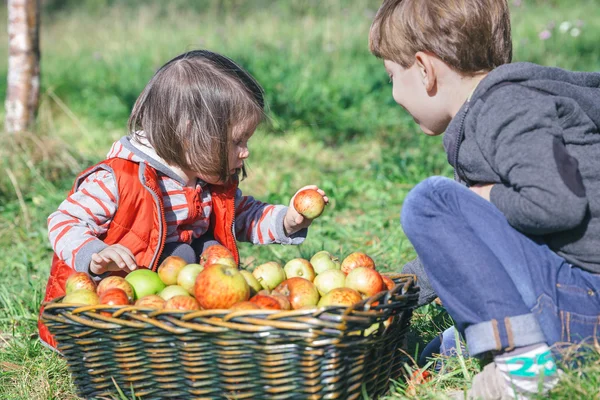 Children holding organic apple from basket with fruit — Stock Photo, Image