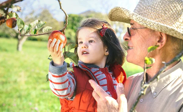 Senior man holding adorable little girl picking apples — Stock Photo, Image