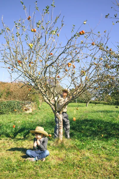 Kıdemli adam hareketli ağaç ve oturan çocuk düşen elma — Stok fotoğraf