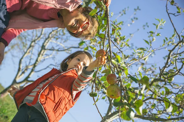 Senior vrouw en meisje plukken appels uit boom — Stockfoto