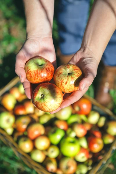 Eller kadın gösteren organik elma hasat — Stok fotoğraf