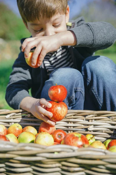 Criança feliz brincando com maçãs sobre cesta de vime — Fotografia de Stock