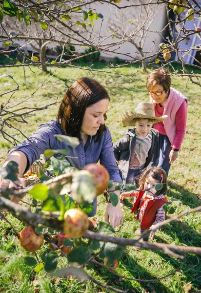 Woman picking apples from tree in a harvest — Stockfoto