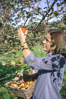 Woman picking apples with basket in her hands