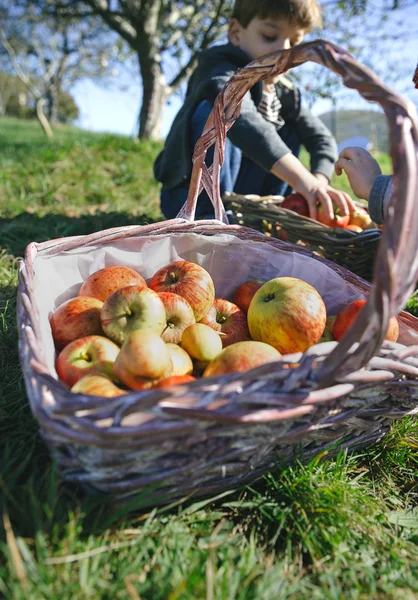 Wicker basket with fresh organic apples from harvest — Stok fotoğraf