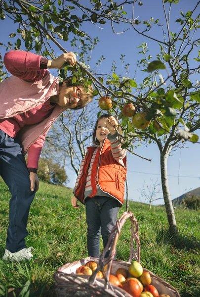 Üst düzey kadın ve küçük kızı ağaçtan elma toplama — Stok fotoğraf