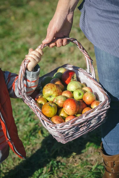 Femme et petite fille tenant panier avec des pommes — Photo
