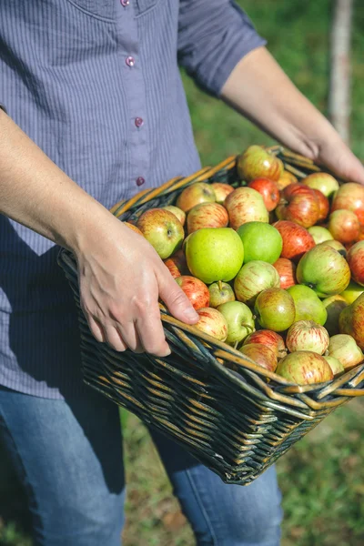 Organik elma ile hasır sepet holding kadın eller — Stok fotoğraf