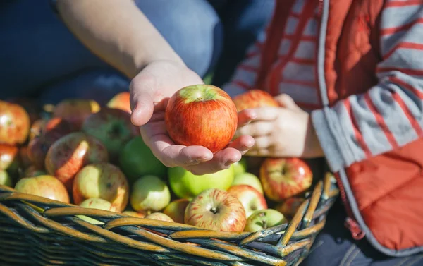 Woman hand showing organic apple from the harvest — Stok fotoğraf