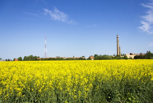 Rapsfeld mit industriellem Blick auf blauen Himmel und Sonne — Stockfoto
