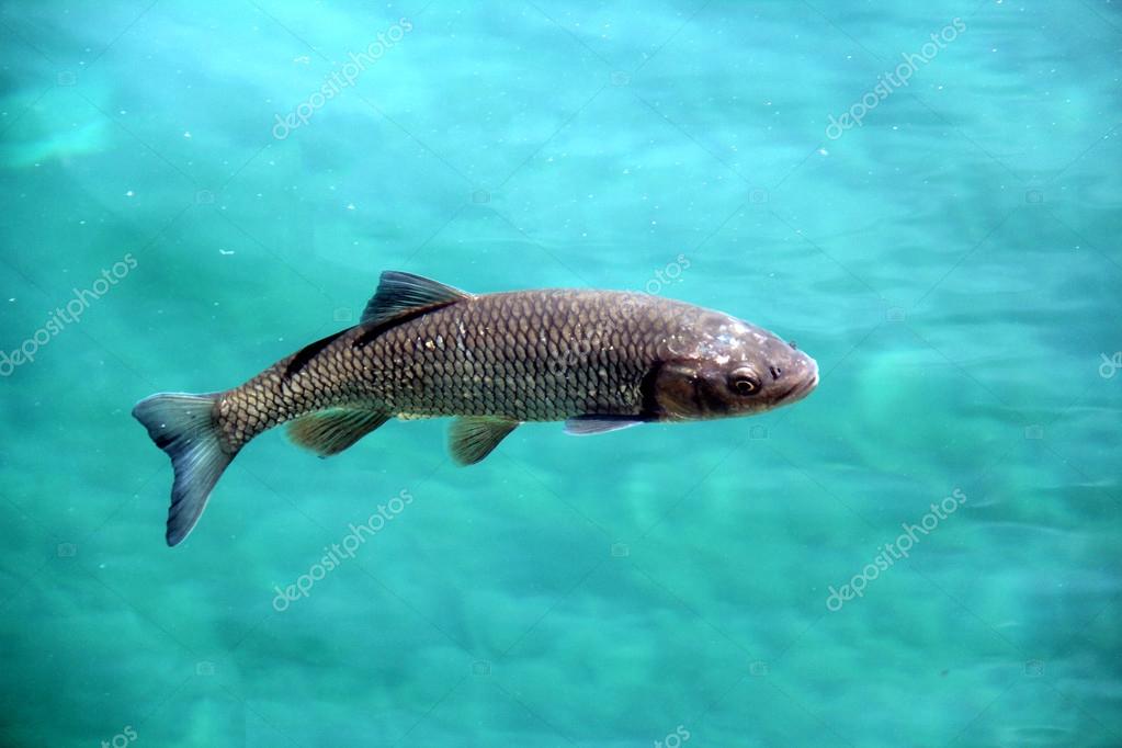 Big fish crystal clear water in Plitvice lakes — Stock Photo © inmedialv 52969903
