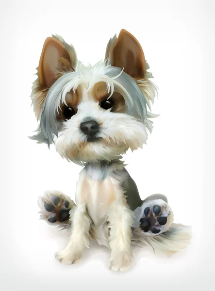 ᐈ Yorkie Hair Styles Stock Pictures Royalty Free Yorkie White