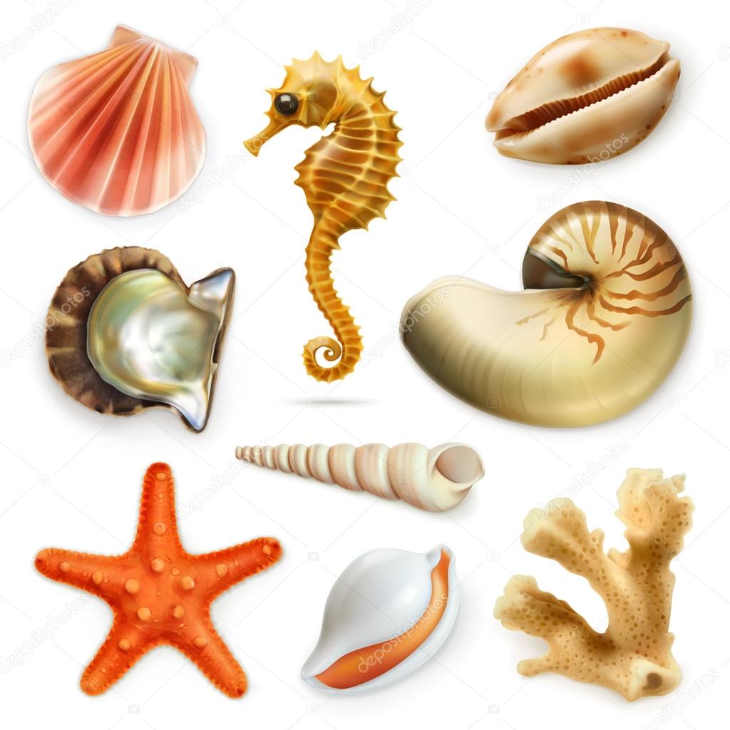 Seashells, vector icon set
