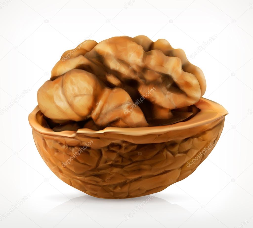 Walnut in shell, vector icon