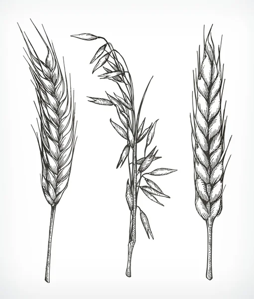 Crops, wheat and oat sketches, hand drawing, vector set — Stock Vector