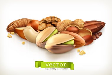 Fındık, vektör çizim