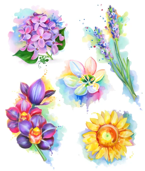 Güzel çiçekler, suluboya resim — Stok Vektör