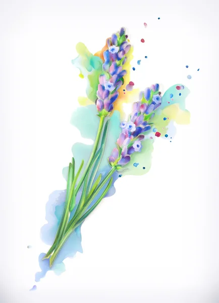 Lavanta çiçekleri, suluboya boya boya, ağ vektörü — Stok Vektör