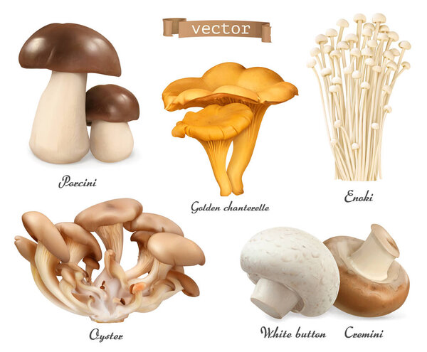Edible mushrooms. Porcini, golden chanterelle, enoki, oyster mushrooms, cremini, white button. 3d vector realistic objects set. Food illustration