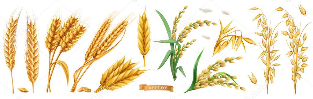 Wheat, barley, oats, rice. 3d realistic vector set