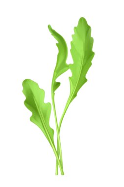 Salata roket, vektör çizim