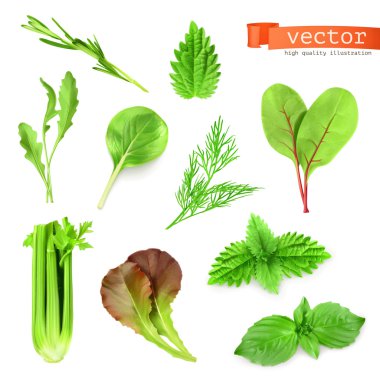 Herbs set, vector illustration clipart