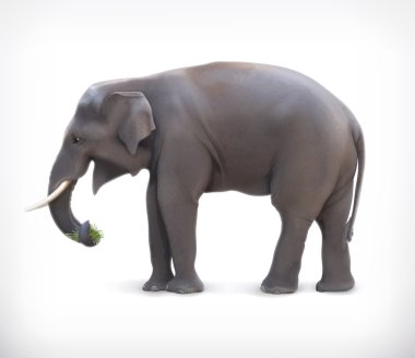 Elephant eating grass clipart
