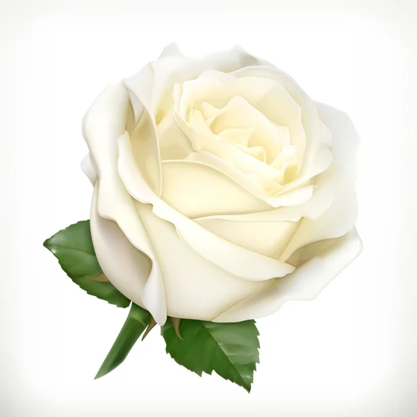 White rose, vectorillustratie — Stockvector