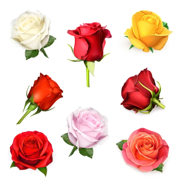 Άσπρο τριαντάφυλλο, εικονογράφηση φορέας — Διανυσματικό Αρχείο