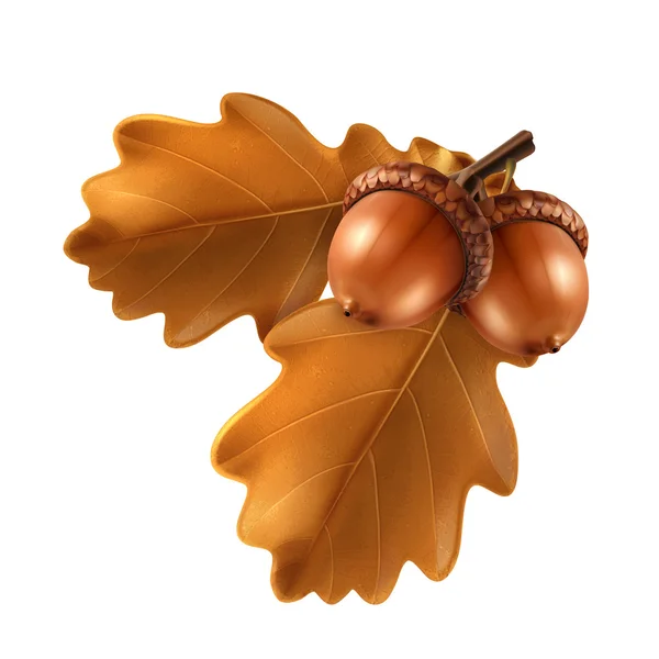 Oak branch with acorns, vector illustration — Stock Vector