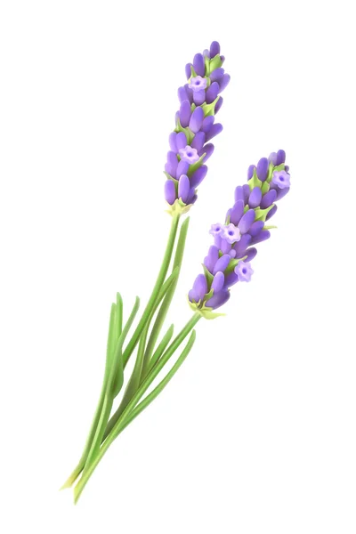 Lavendel bloemen, vectorillustratie — Stockvector