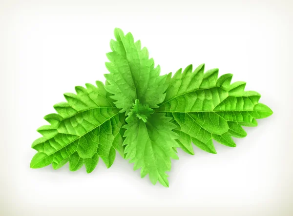 Mint leaf, vector illustration — Stock Vector
