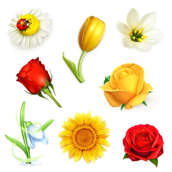 Flowers illustrations set — Stock Vector