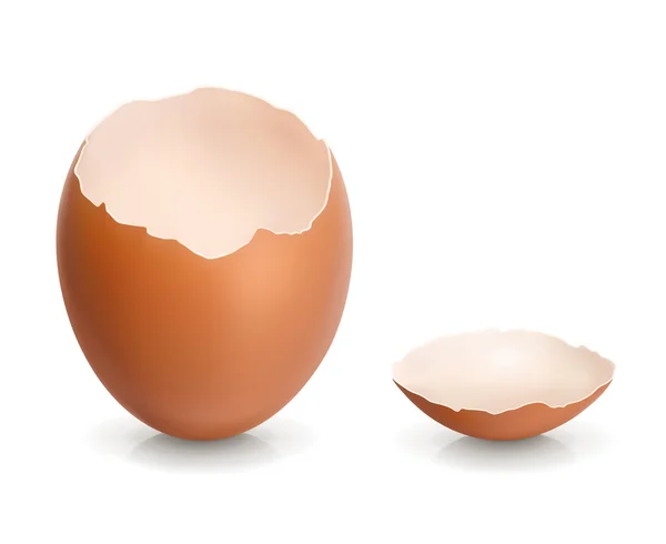 Яичная скорлупа из разбитого яйца — стоковый вектор