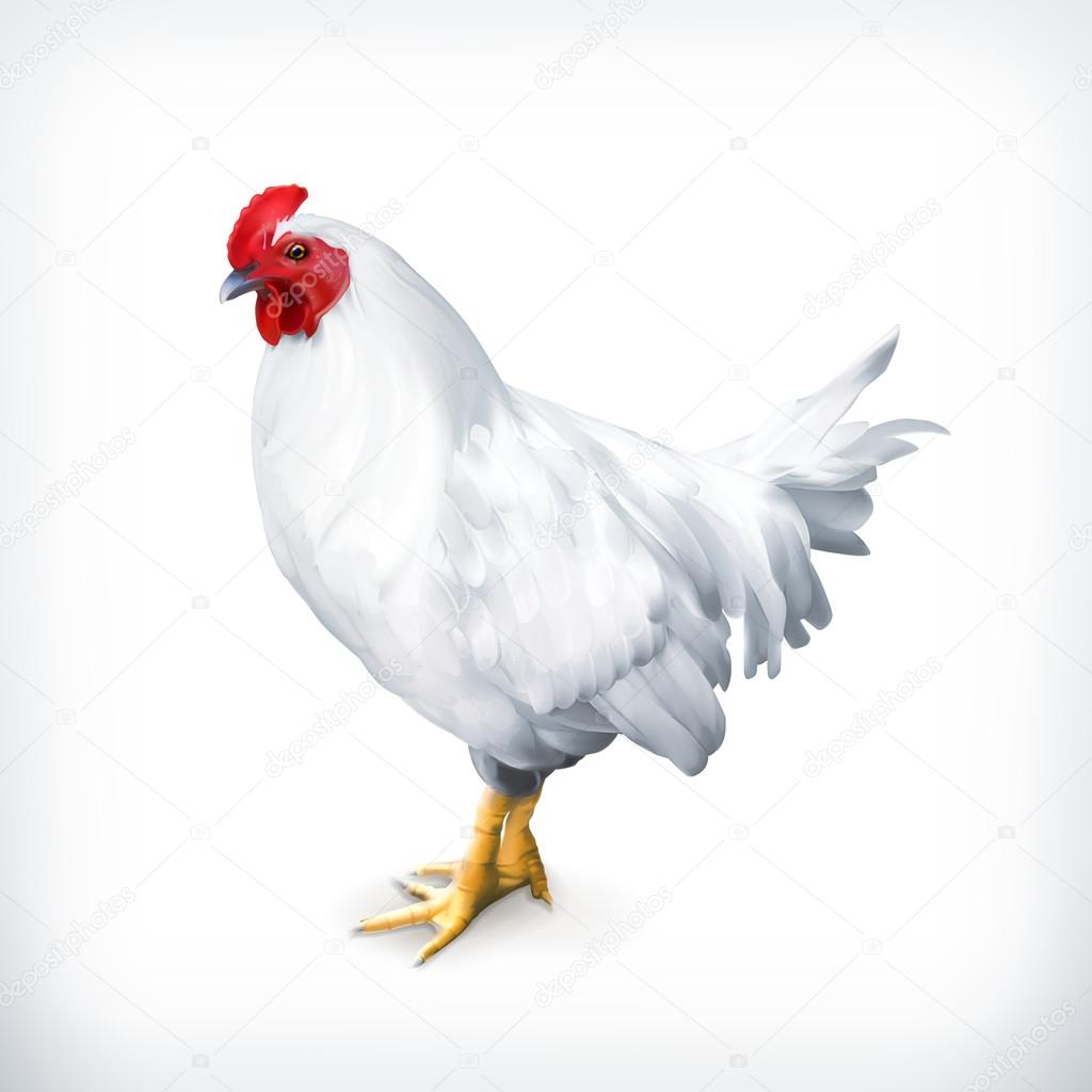 White chicken, vector illustration Stock Vector by ©natis76 67634837
