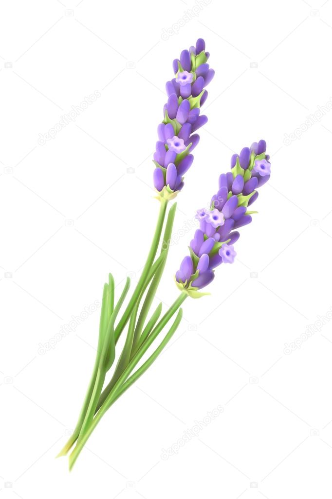 Lavender flowers, vector illustration