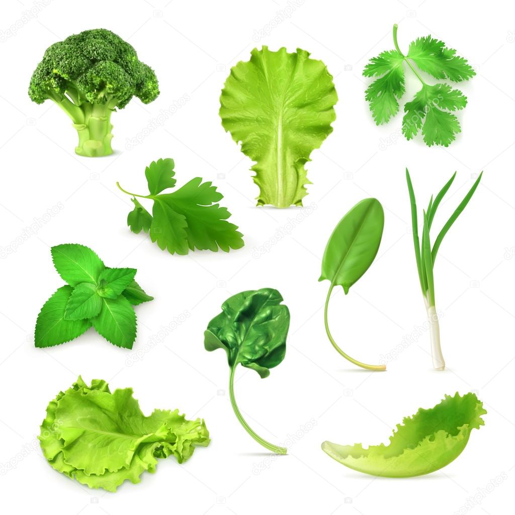Green vegetables and herbs set, organic vegetarian food, vector 