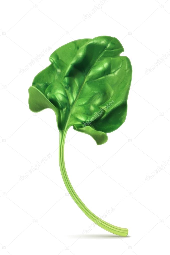 Fresh green leaf spinach, vector illustration