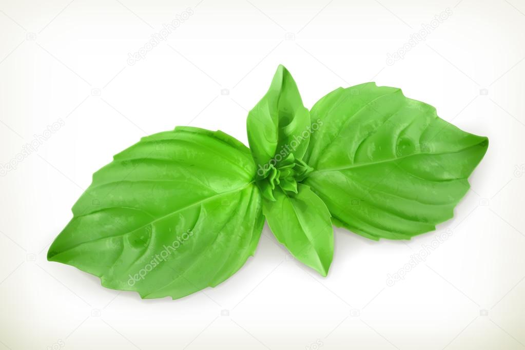 Basil leaves, vector illustration