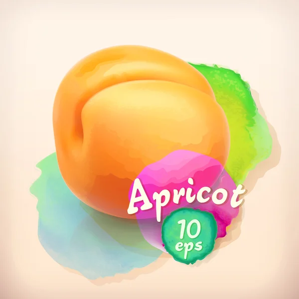 Apricot, summer fruit — Stock Vector