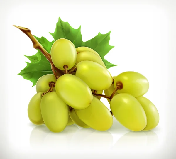 Racimo de uvas verdes — Vector de stock