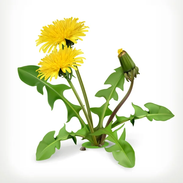 Flores de dente de leão em branco — Vetor de Stock