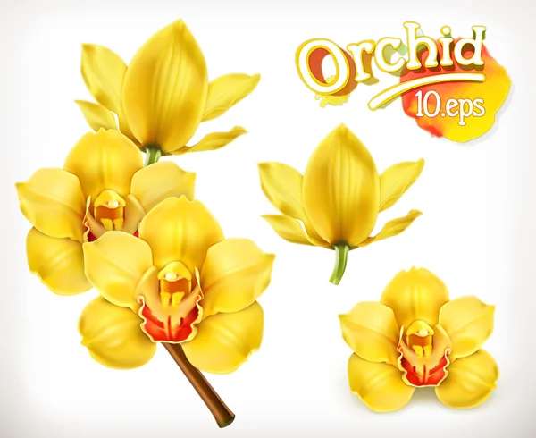 Цветы желтой орхидеи — стоковый вектор