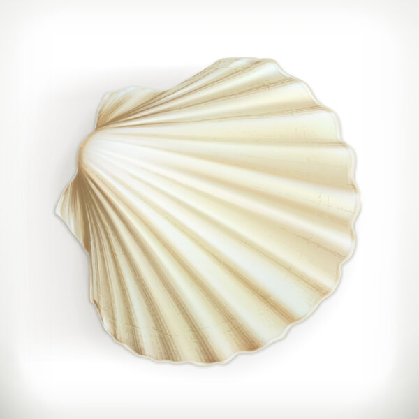 Seashell icon on white